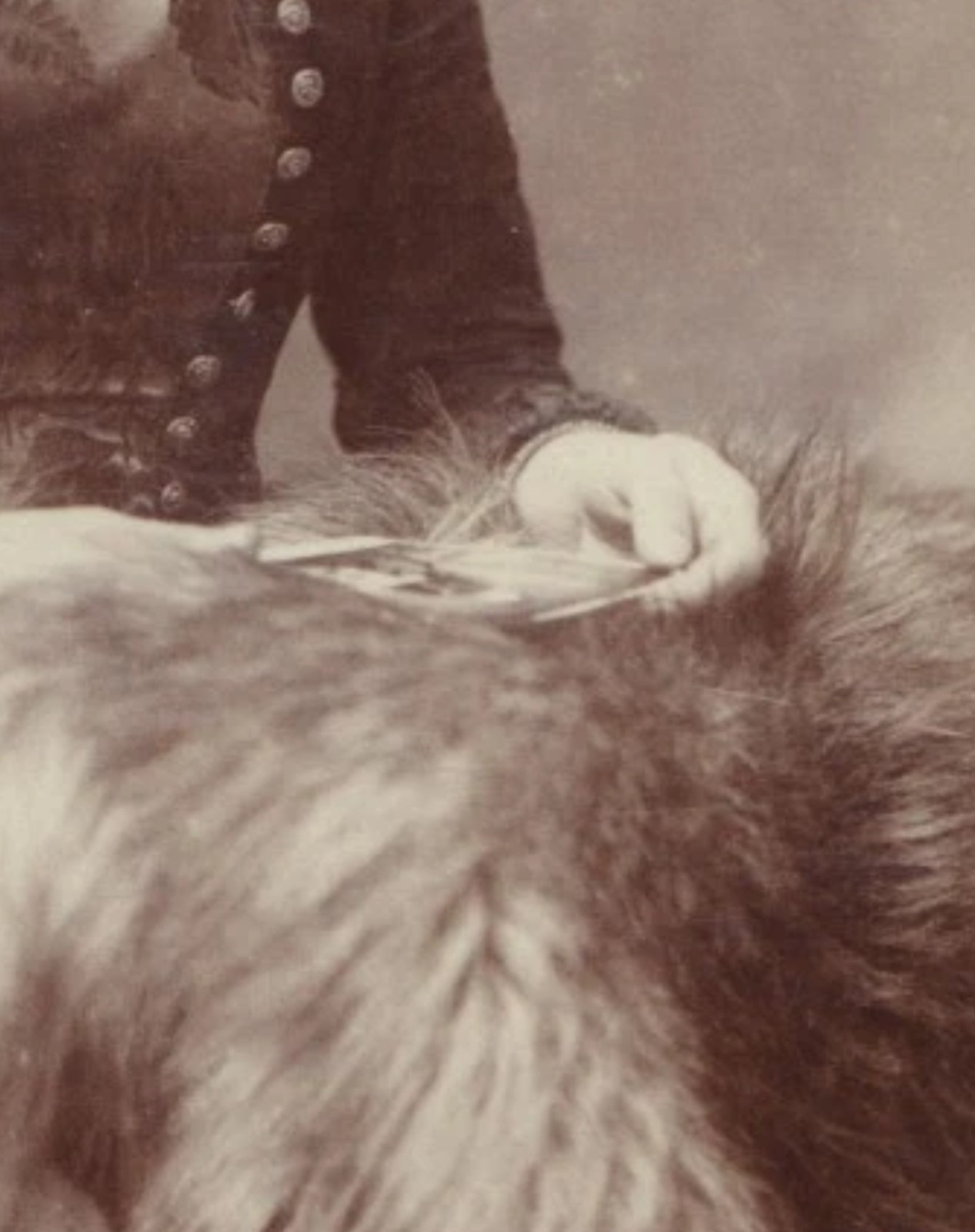 Cabinet Card: Cabinet Card: H. Marshall, Cambridge Heath, Woman with Fur Throw.: catalogue image 5